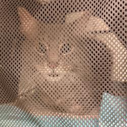 Shelter Stray Male Cat last seen , Animal Care & Control Team of Philly, 111 W Hunting Park Ave, Philadelphia, PA 19140, USA