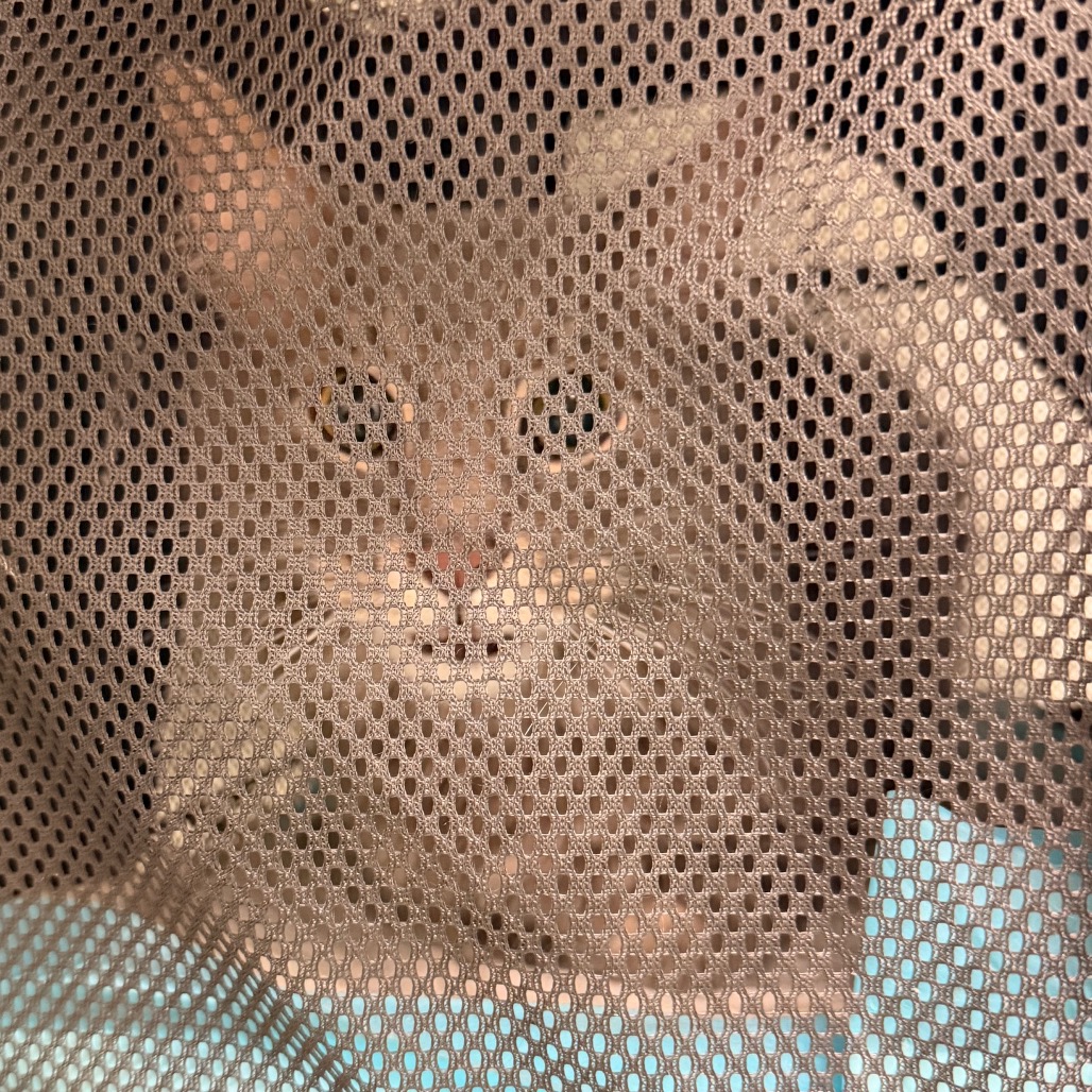 Shelter Stray Male Cat last seen , Animal Care & Control Team of Philly, 111 W Hunting Park Ave, Philadelphia, PA 19140, USA