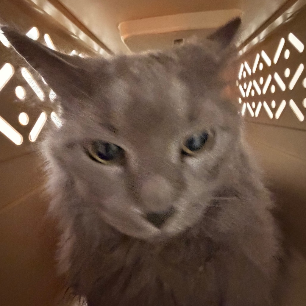 Shelter Stray Male Cat last seen , Animal Care & Control Team of Philly, 111 W Hunting Park Ave, Philadelphia, PA 19140, USA