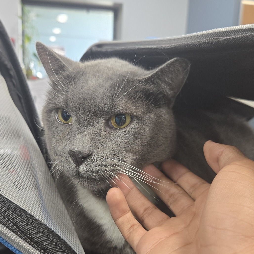 Shelter Stray Male Cat last seen , 2960 Shafto Rd, Tinton Falls, NJ 07753, USA