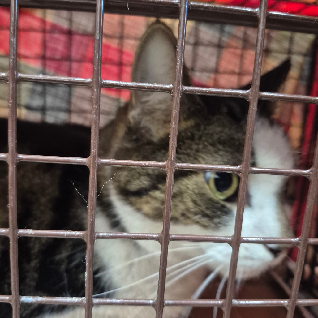 Shelter Stray Unknown Cat last seen , 2960 Shafto Rd, Tinton Falls, NJ 07753, USA