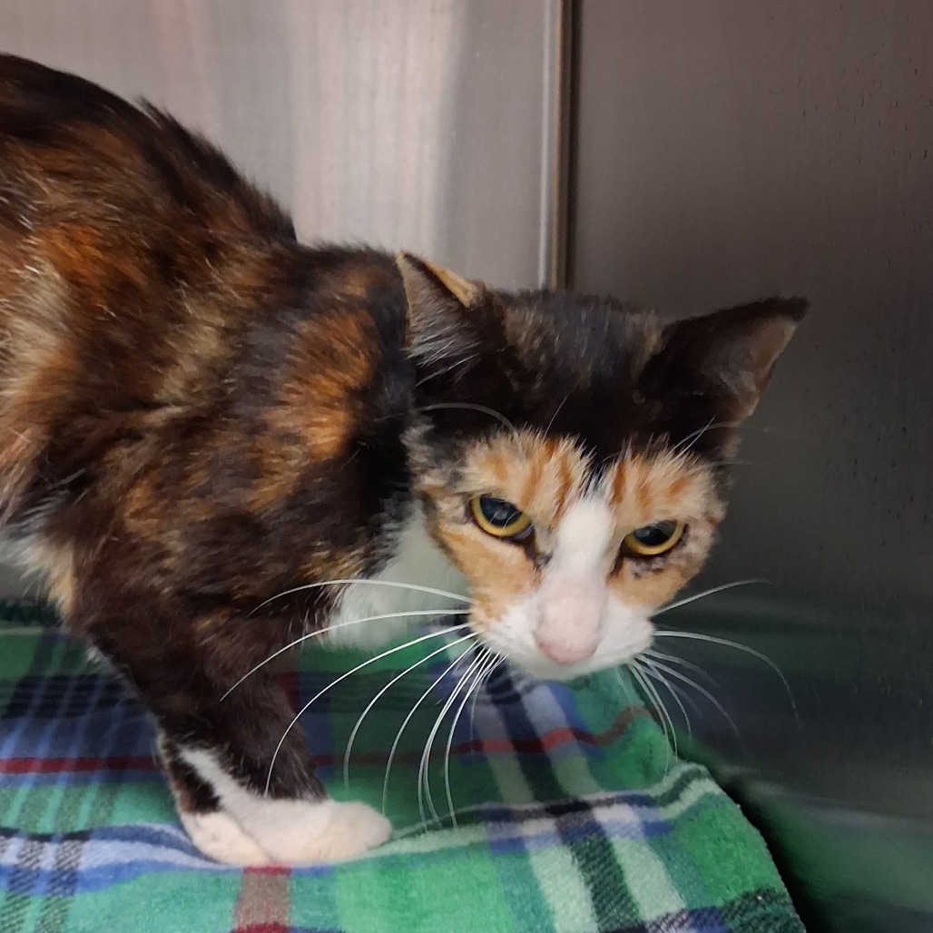Shelter Stray Female Cat last seen , 1244 N Delsea Dr, Vineland, NJ 08360, USA