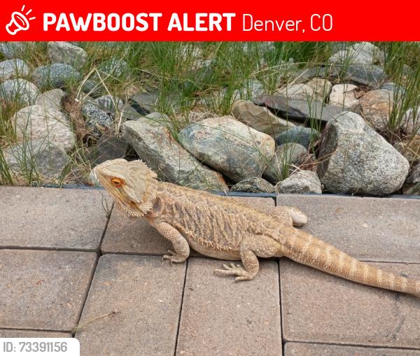 Lost Female Reptile last seen Champion Liquor, Denver, CO 80214