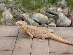Lost Female Reptile last seen Champion Liquor, Denver, CO 80214