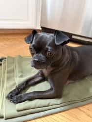 Reunited Female Dog last seen Clayton and Deming, San Francisco, CA 94114