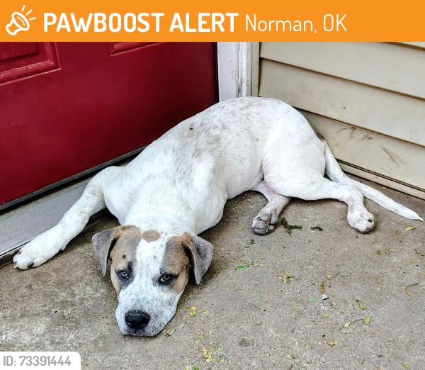 Found/Stray Male Dog last seen 12th & Alameda, Norman, OK 73071