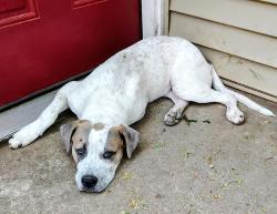 Found/Stray Male Dog last seen 12th & Alameda, Norman, OK 73071