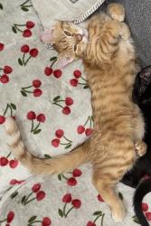 Lost Male Cat last seen Shiloh, Dallas, TX 75228
