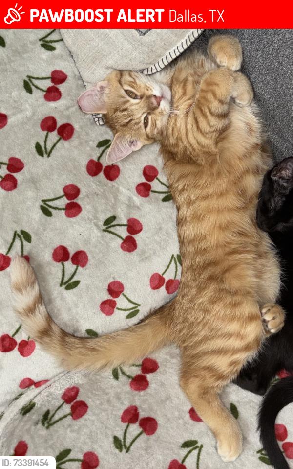 Lost Male Cat last seen Shiloh, Dallas, TX 75228