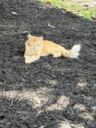 Lost Male Cat last seen Mountain Creek Road, Chattanooga, TN 37405