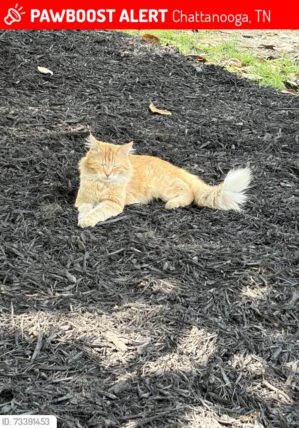 Lost Male Cat last seen Mountain Creek Road, Chattanooga, TN 37405