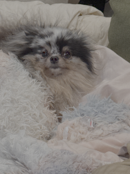 Reunited Female Dog last seen Woodbine St and Irving, Brooklyn, NY 11221