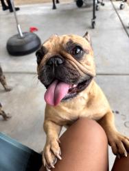 Found/Stray Female Dog last seen Goodyear rec center, Goodyear, AZ 85338