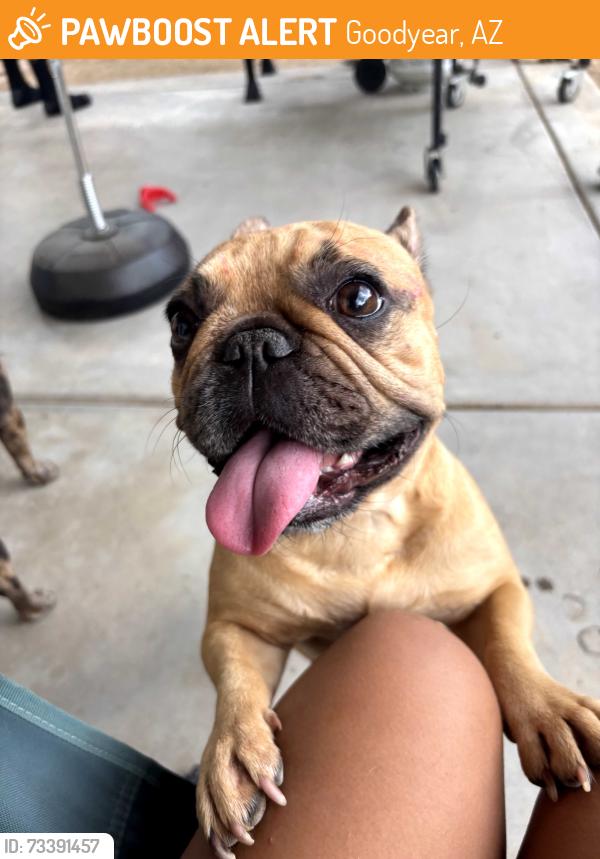Found/Stray Female Dog last seen Goodyear rec center, Goodyear, AZ 85338