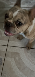 Reunited Male Dog last seen Buttonwood Street, Colton, CA 92324