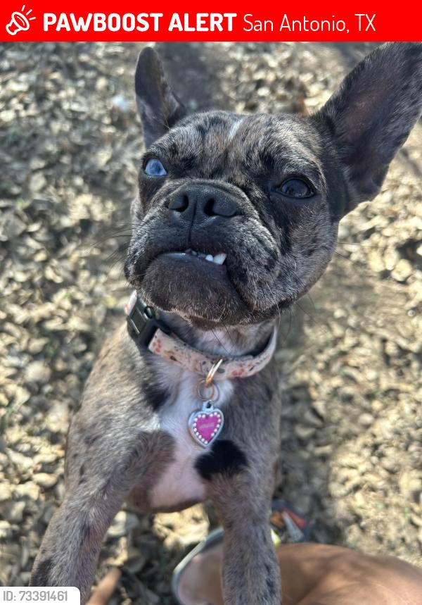 Lost Female Dog last seen Villarette (Palo Alto College), San Antonio, TX 78211