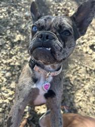 Lost Female Dog last seen Villarette (Palo Alto College), San Antonio, TX 78211