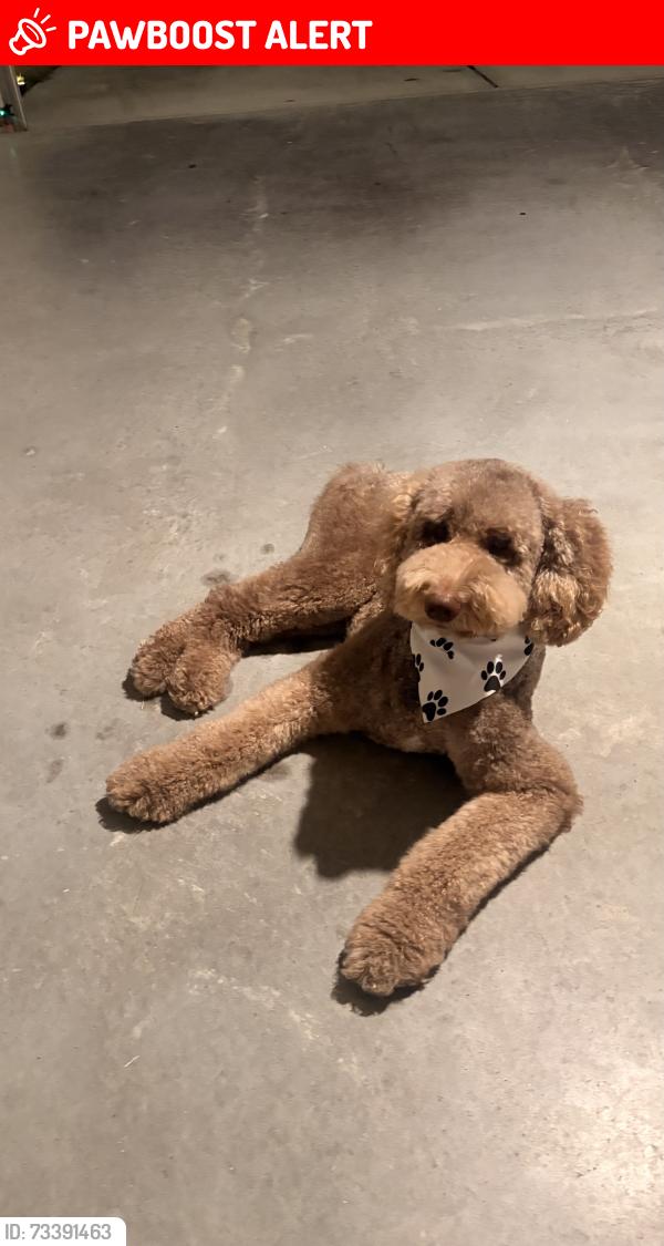 Lost Male Dog last seen Clifford st white settlement, White Settlement, TX 76108