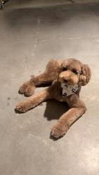 Lost Male Dog last seen Clifford st white settlement, White Settlement, TX 76108