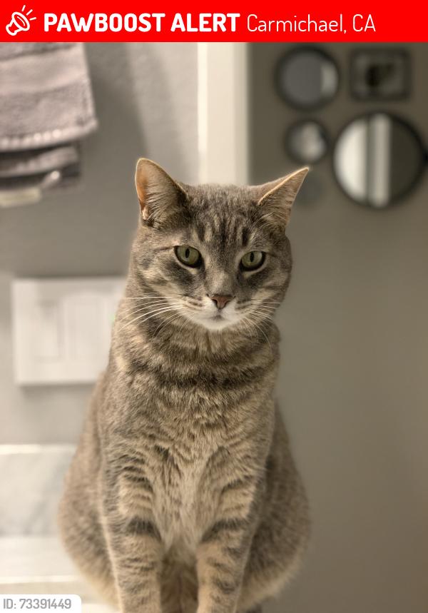 Lost Female Cat last seen St ann ct Carmichael, Carmichael, CA 95608