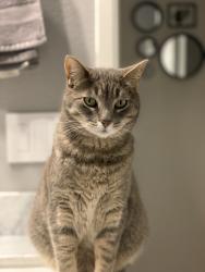 Lost Female Cat last seen St ann ct Carmichael, Carmichael, CA 95608