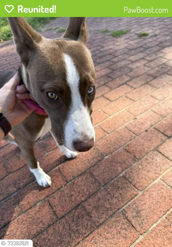 Reunited Unknown Dog last seen Penn park, York, PA 17401