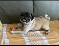 Reunited Male Dog last seen Altamont and Isabel, Los Angeles, CA 90065