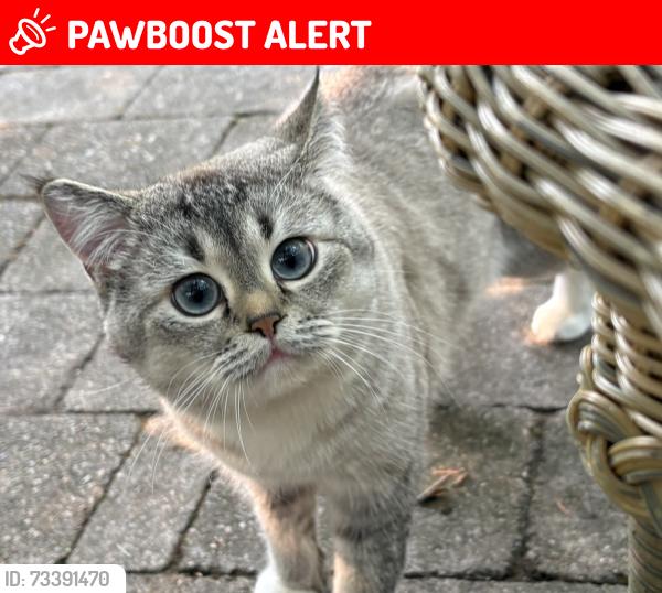 Lost Male Cat last seen Capilano road, North Vancouver, BC V7R