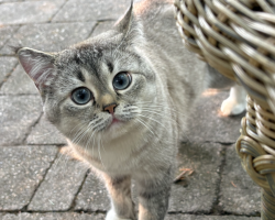 Lost Male Cat last seen Capilano road, North Vancouver, BC V7R