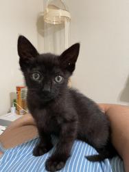 Lost Male Cat last seen Bonita Ave, San Dimas, CA 91773
