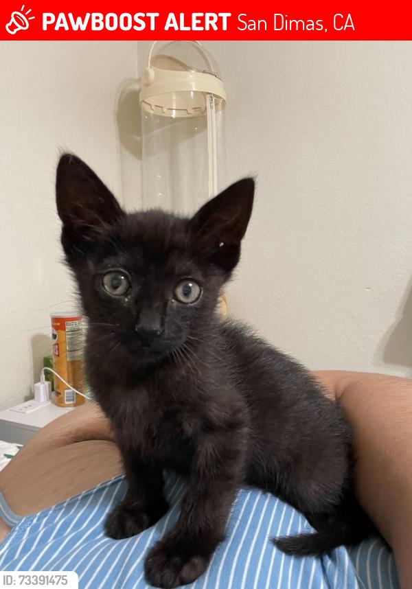 Lost Male Cat last seen Bonita Ave, San Dimas, CA 91773