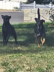 Found/Stray Unknown Dog last seen 4420w, Kearns, UT 84118