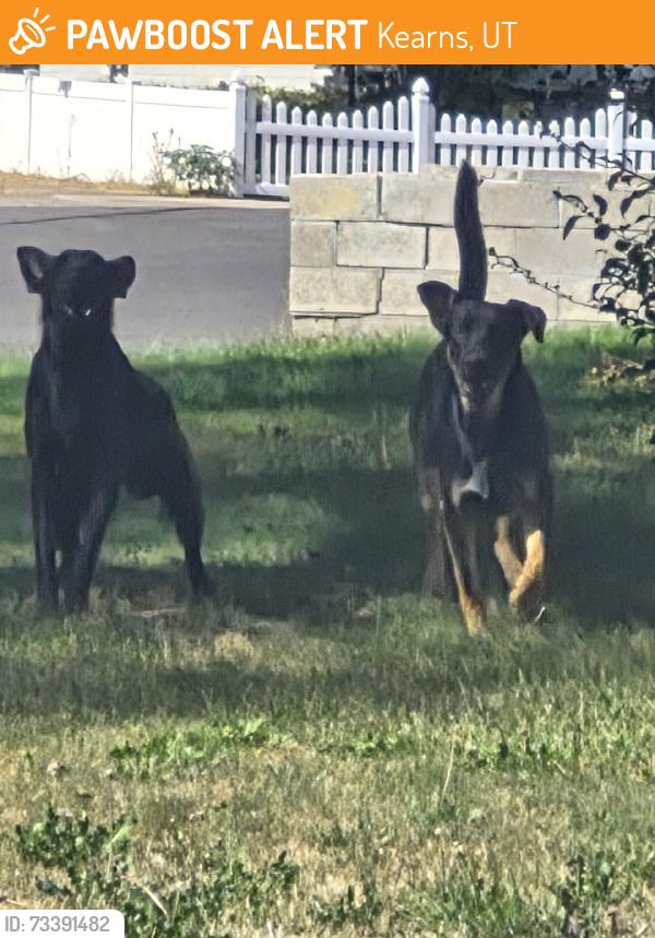 Found/Stray Unknown Dog last seen 4420w, Kearns, UT 84118