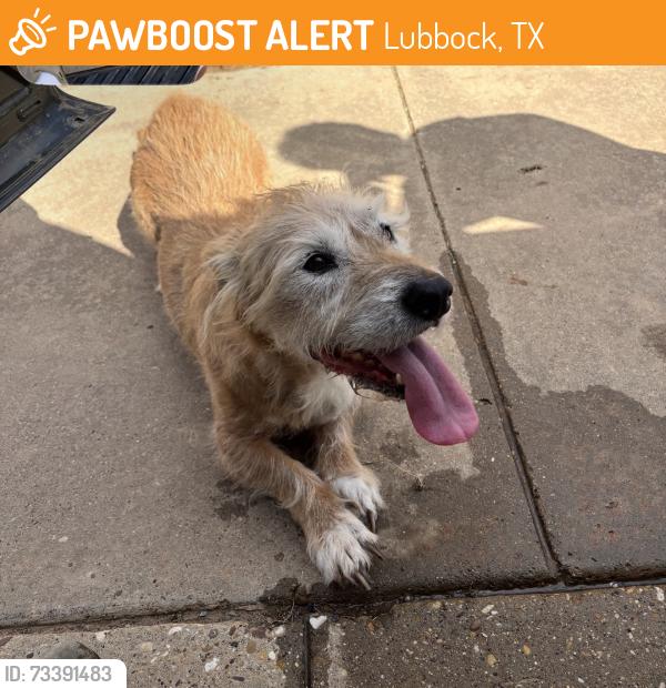 Found/Stray Male Dog last seen 88th & hmstd, Lubbock, TX 79424
