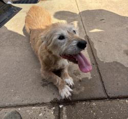 Found/Stray Male Dog last seen 88th & hmstd, Lubbock, TX 79424