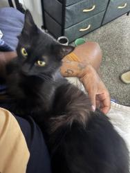 Lost Female Cat last seen Mastin Lake Rd, Huntsville, AL 35810