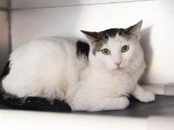 Shelter Stray Male Cat last seen , 5501 E Van Buren St, Phoenix, AZ 85008, USA