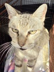 Shelter Stray Female Cat last seen Near BLOCK RUIZ ST, 4710 TX-151, San Antonio, TX 78227, USA