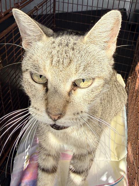 Shelter Stray Female Cat last seen Near BLOCK RUIZ ST, 4710 TX-151, San Antonio, TX 78227, USA
