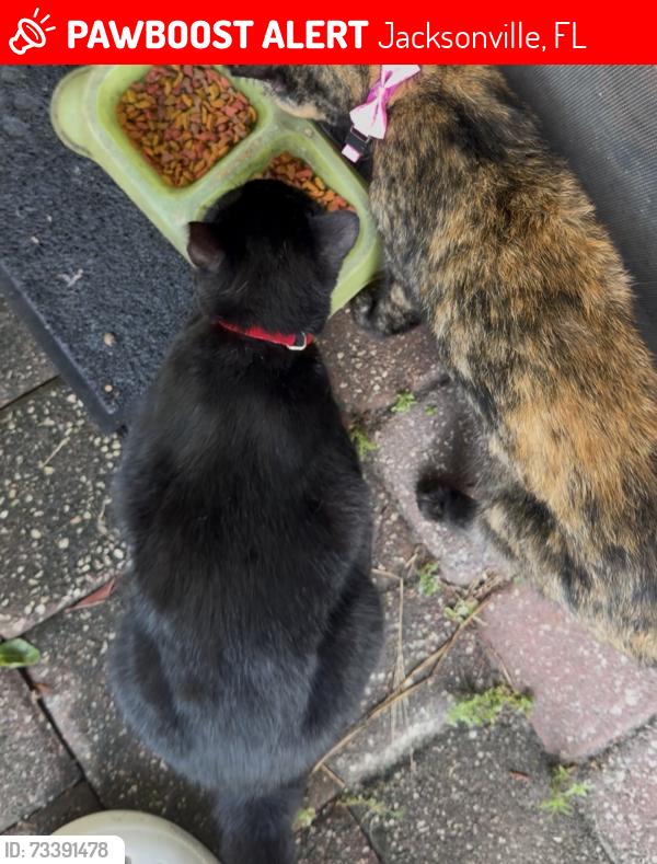 Lost Male Cat last seen dawsons creek dr, Jacksonville, FL 32222