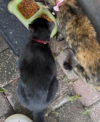 Lost Male Cat last seen dawsons creek dr, Jacksonville, FL 32222