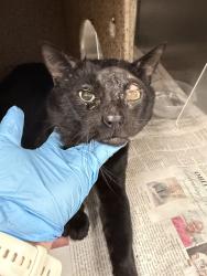 Shelter Stray Male Cat last seen Near BLOCK GOLDEN AVE, RIVERSIDE CA 92505, 6851 Van Buren Boulevard, Jurupa Valley, CA 92509, USA