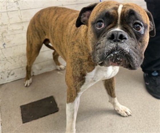 Shelter Stray Male Dog last seen GALA AND CRANBERRY, 333 Chandler Pl, San Bernardino, CA 92408, USA