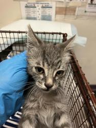 Shelter Stray Male Cat last seen Near BLK CHESTNUT AVE, LONG BEACH, CA 90806, 7700 E Spring St, Long Beach, CA 90815, USA