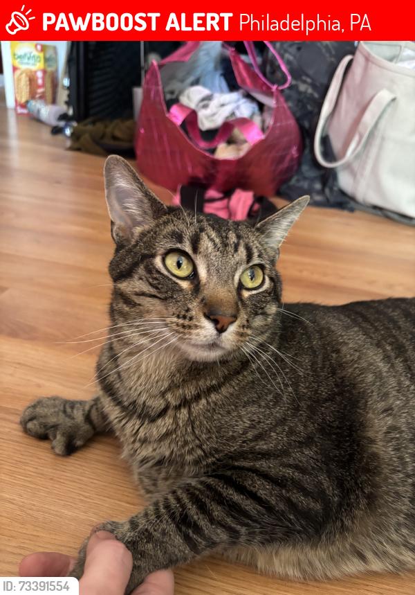 Lost Male Cat last seen Diamond and N Franklin (19122), Philadelphia, PA 19122