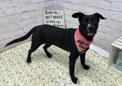 Shelter Stray Female Dog last seen Near BLOCK W 8 MILE RD, DETROIT MI 48221, 7401 Chrysler Dr, Detroit, MI 48211, USA