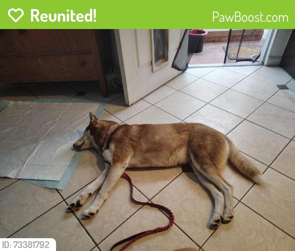 Reunited Female Dog last seen Mount Vernon Street and main, Lemon Grove, CA 91945