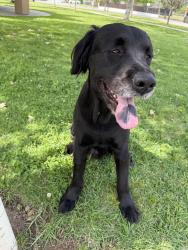 Lost Male Dog last seen Wholefoods parking lot, Pasadena, CA 91107