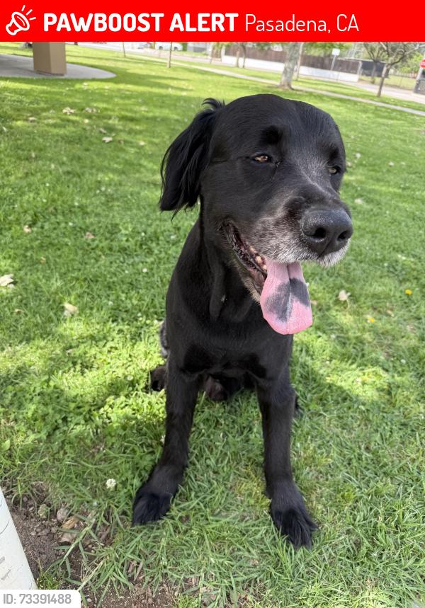 Lost Male Dog last seen Wholefoods parking lot, Pasadena, CA 91107