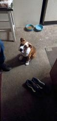 Reunited Male Dog last seen Ward rd, San Diego, CA 92108